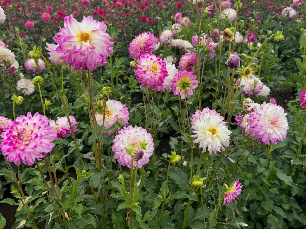 Dahlia 'Magically Dun' 03.jpeg