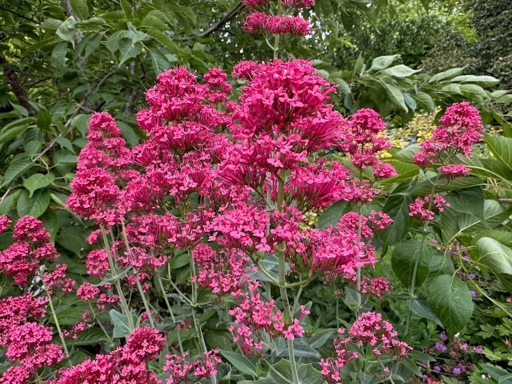 Centranthus ruber | Red Valerian