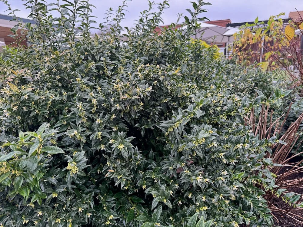 Sarcococca confusa 03.jpeg