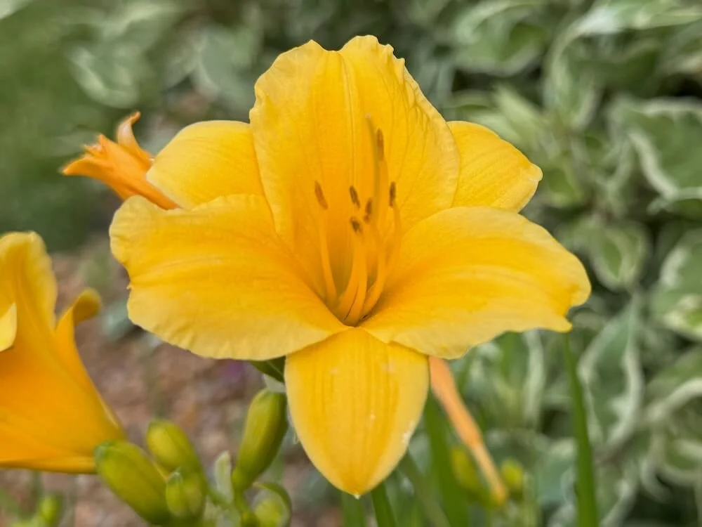 Hemerocallis 'Stella D'Oro' 06.jpeg