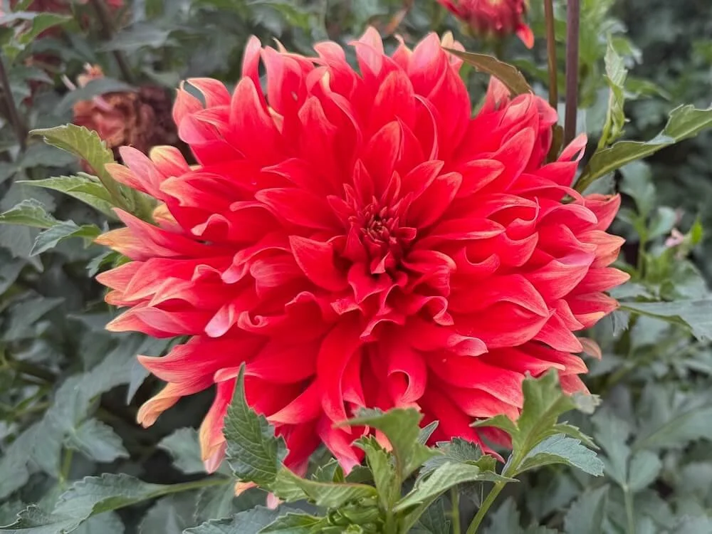Dahlia 'Hot Tamale' 04.jpeg