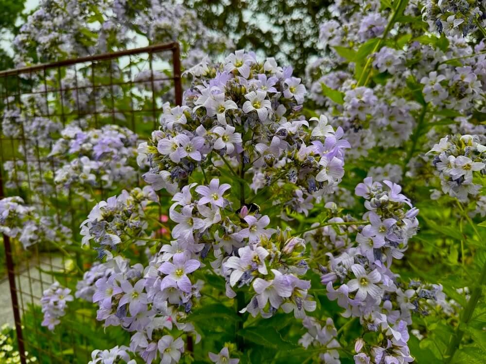Campanula lactiflora 01.jpeg