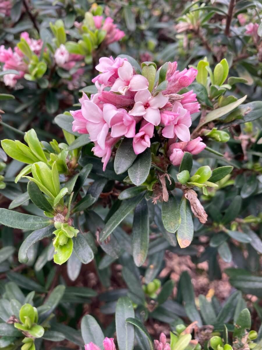 Daphne x transatlatnica 'Pink Fragrance' 02.jpeg