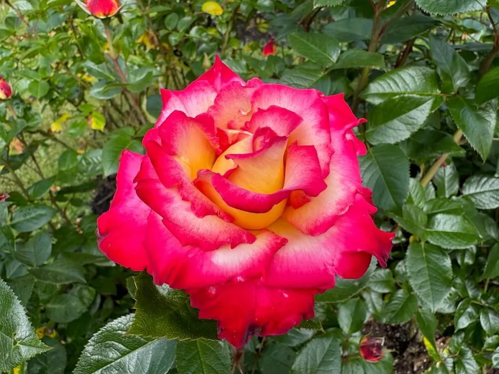 Rosa 'Julie Andrews' (Julie Andrews Hybrid Tea Rose) — Northwest Blooms