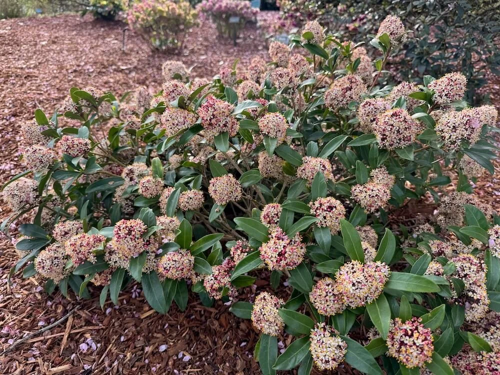 Skimmia japonica (Male) 08.jpeg
