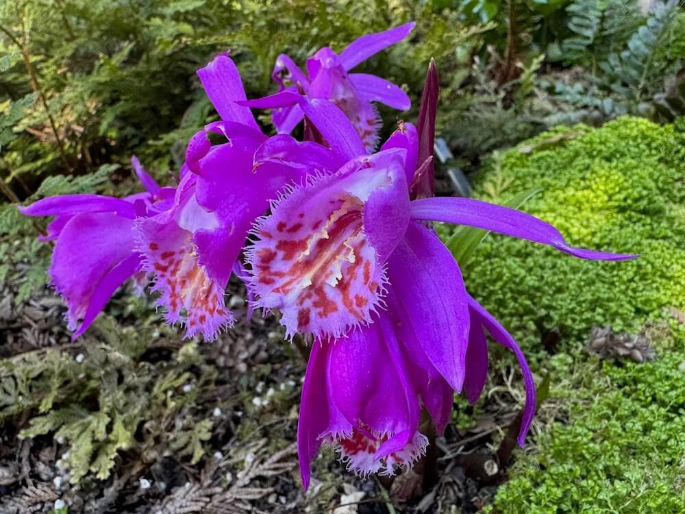 Pleione 'Tongariro' | Tongariro Hardy Orchid