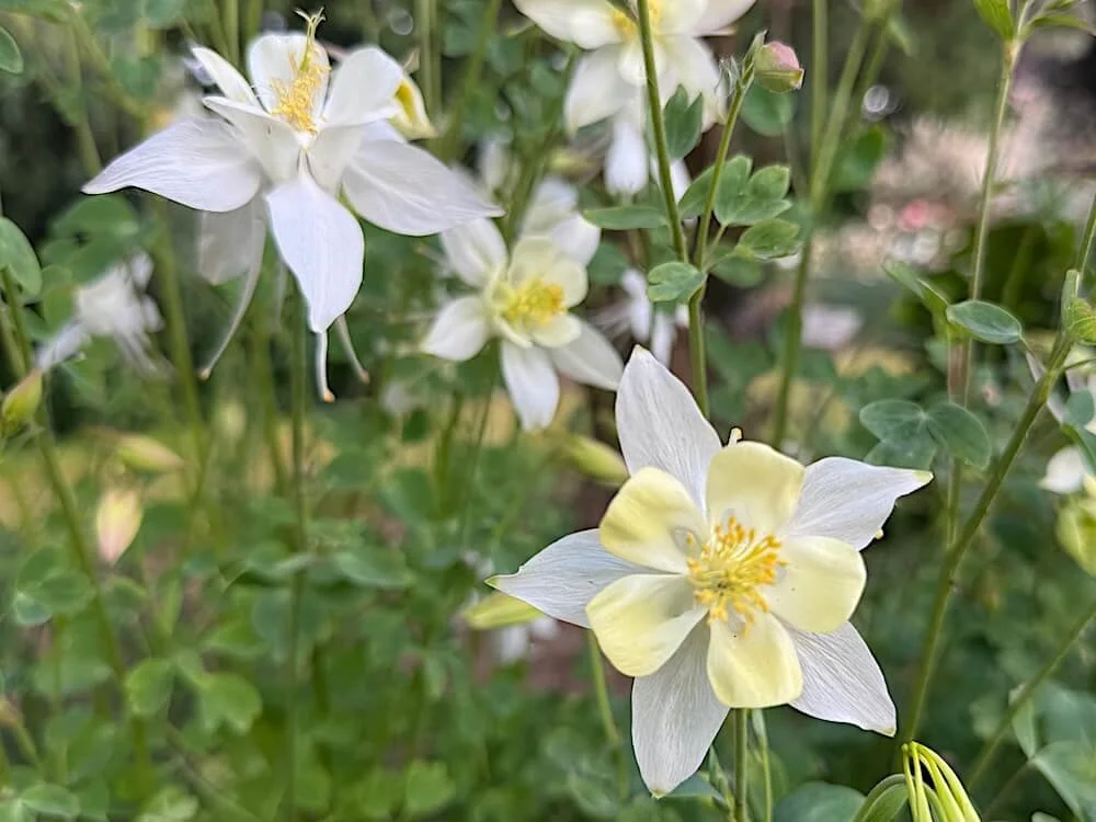 Aquilegia caerulea 'Crystal Star' 02.jpeg