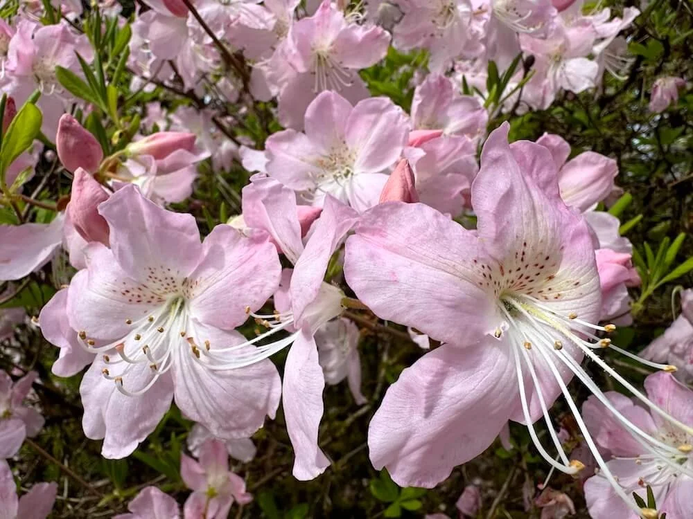 Rhododendron schlippenbachii 05.jpeg