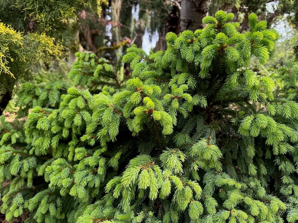 Picea abies 'Stephanie's Green Golf Ball' | Stephanie's Green Golf Ball Norway Spruce