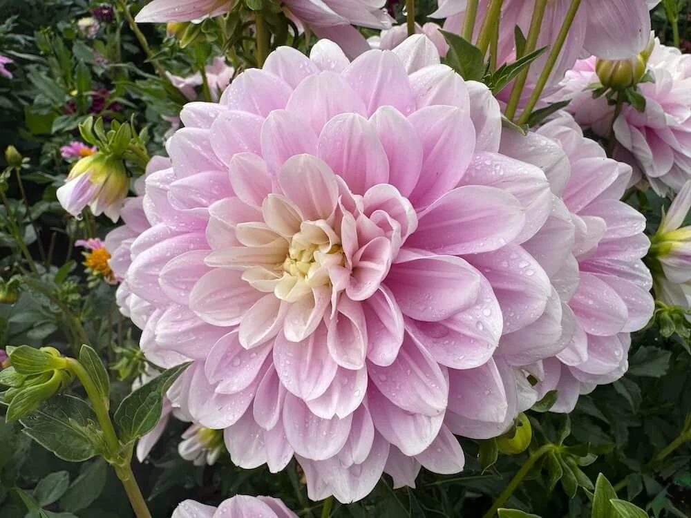 Dahlia 'Randi Dawn' 04.jpeg