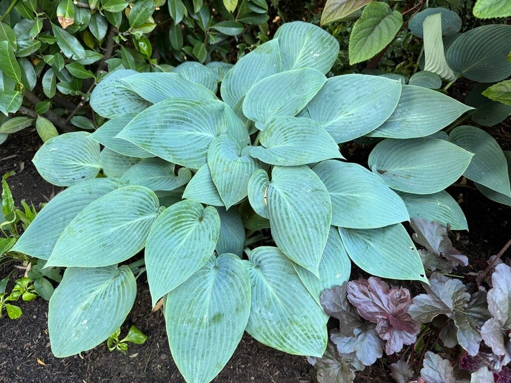 Hosta 'Canadian Blue' 01.jpeg