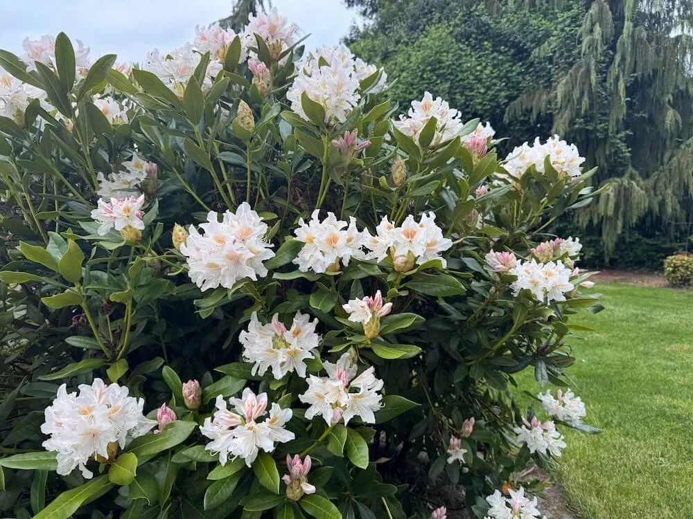 Rhododendron 'Cunningham's White' 03.jpeg