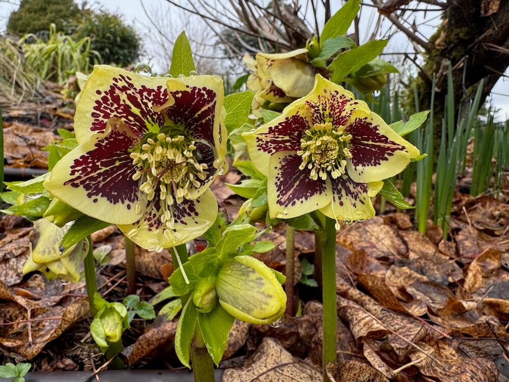 Helleborus x hybridus 'Rio Carnival' 06.jpeg