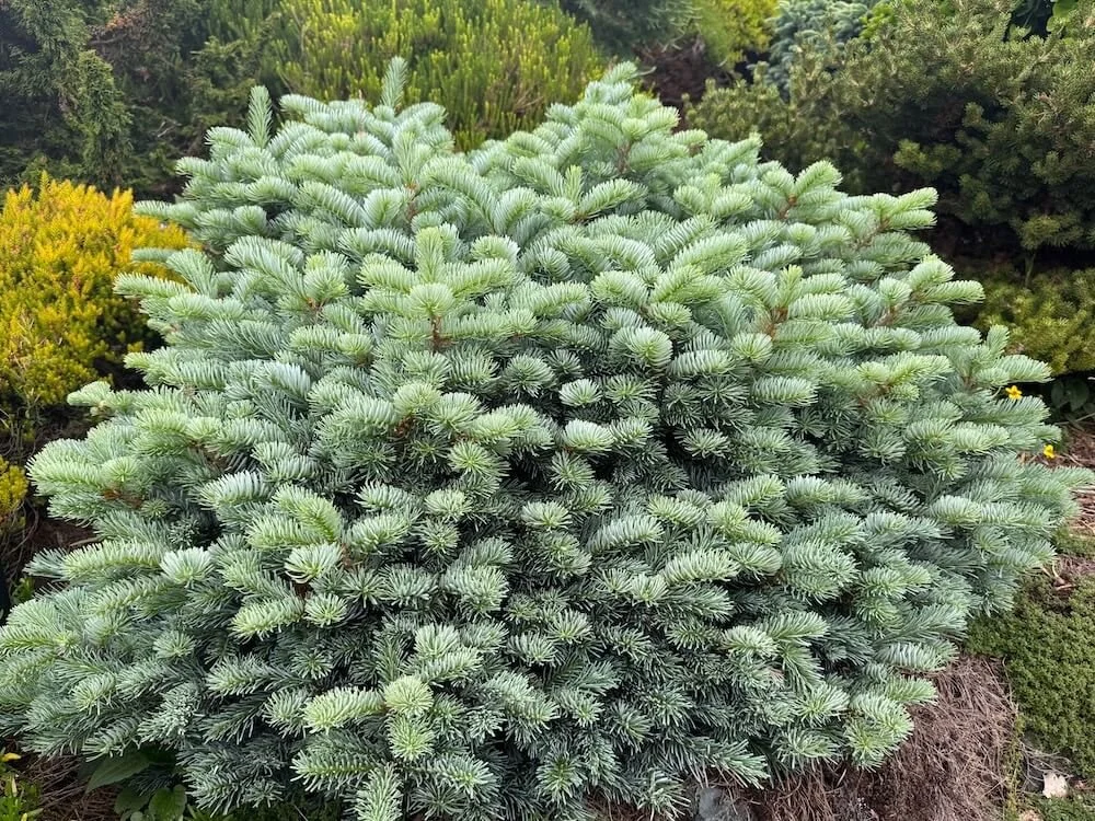 Abies × koreocarpa 'Tannja' 01.jpeg