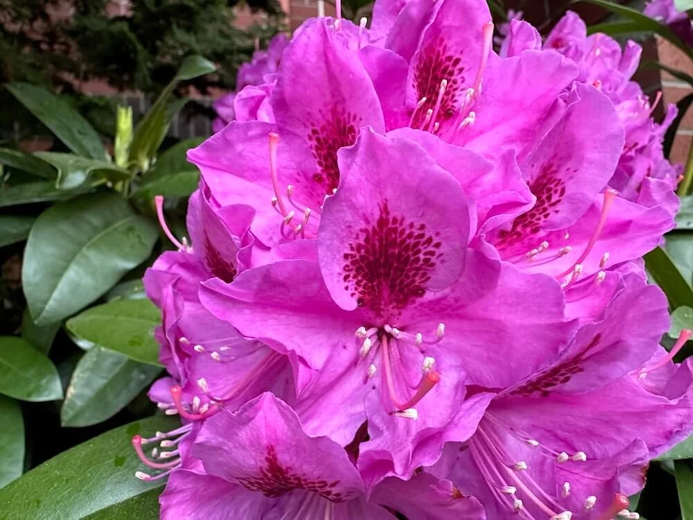 Rhododendron 'Anah Krusche' 02.jpeg