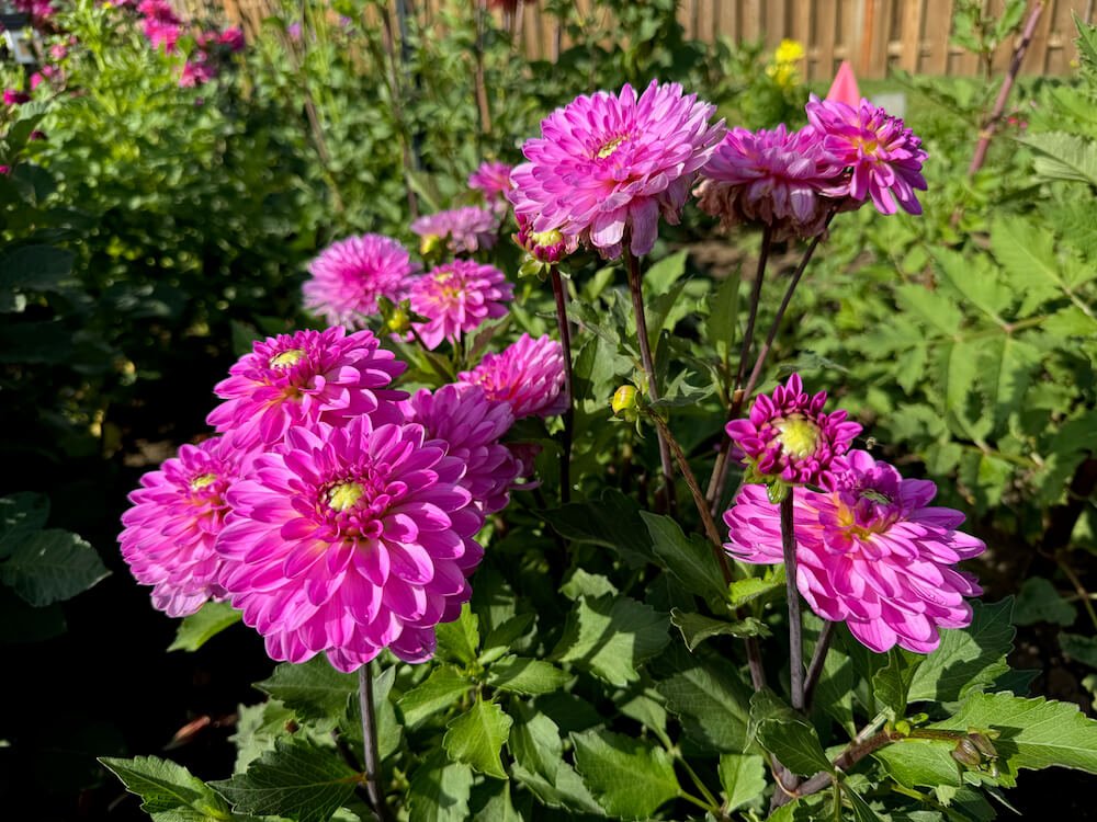Dahlia 'Little Blessings' 02.jpeg