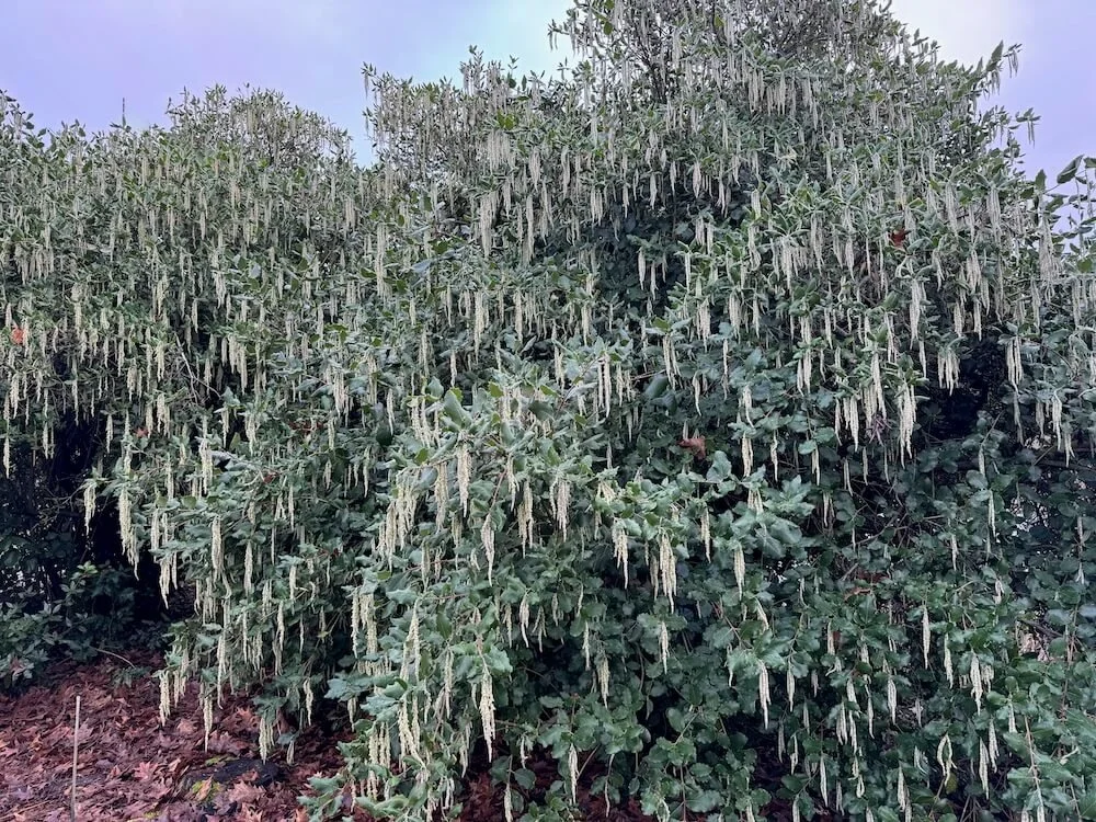Garrya elliptica 03.jpeg