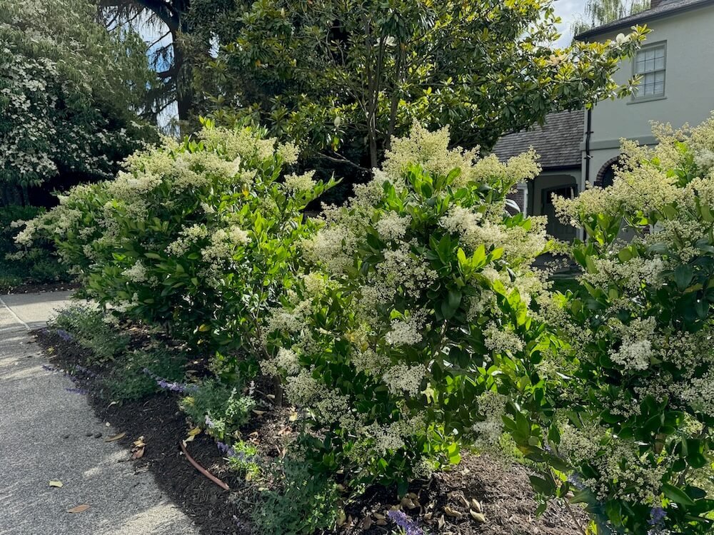 Ligustrum japonicum 03.jpeg