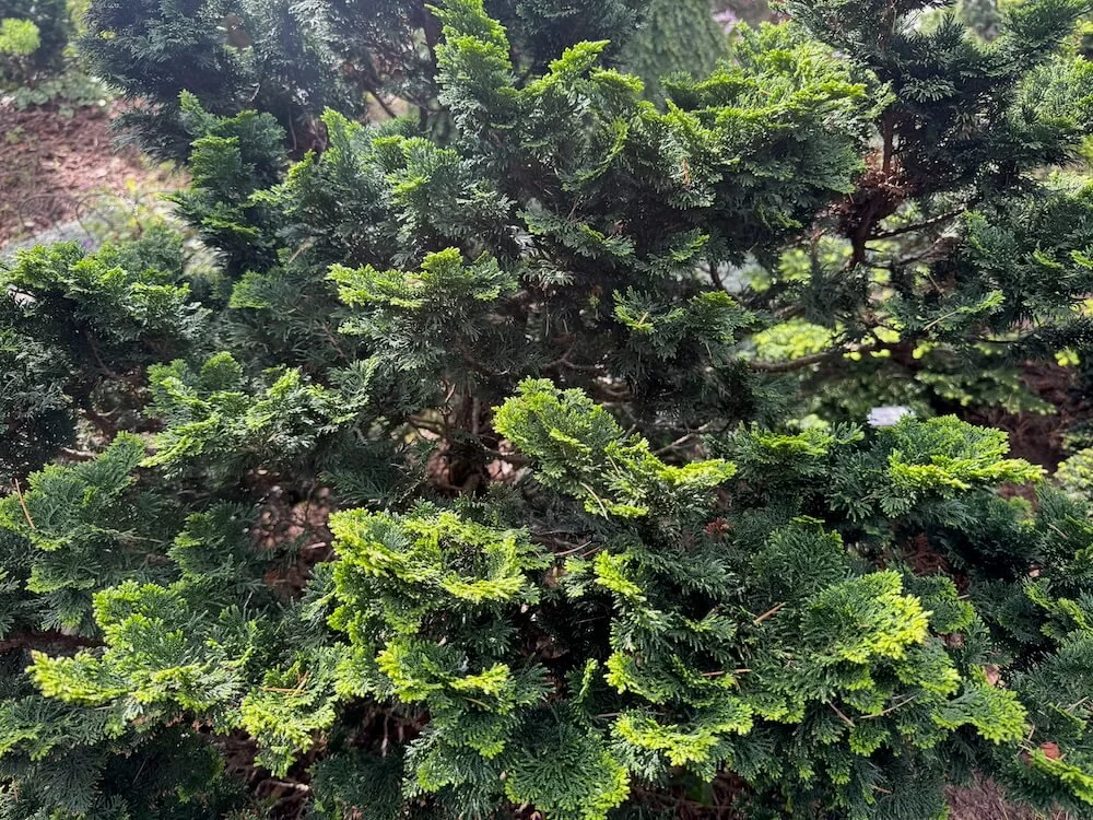 Chamaecyparis obtusa 'Paul's Select' 02.jpeg