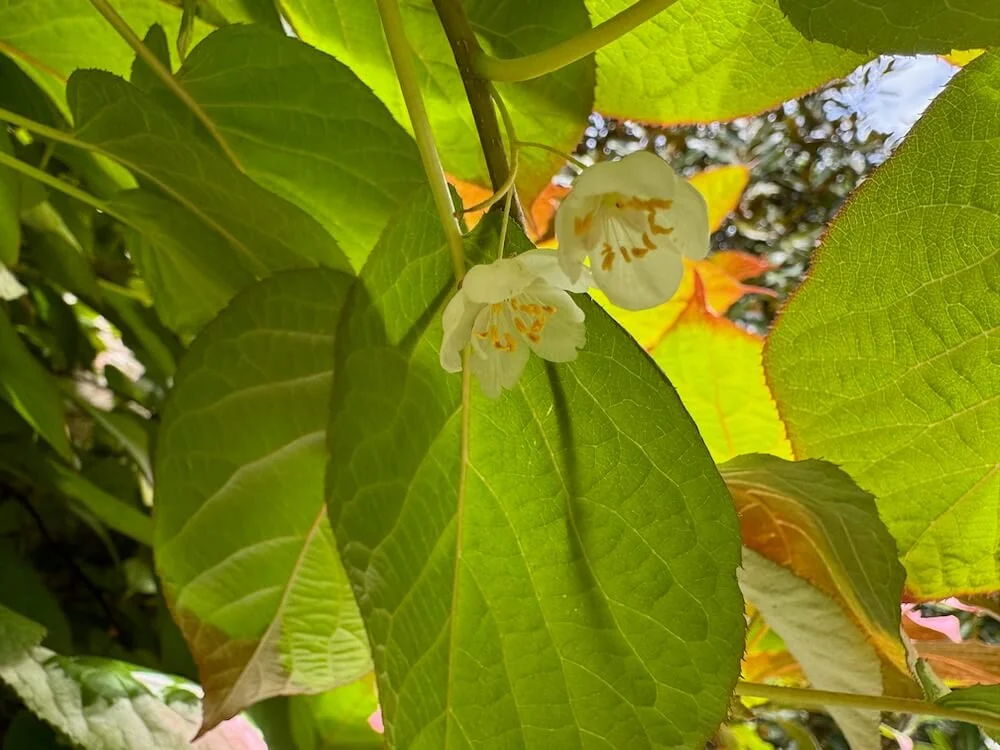 Actinidia kolomikta 04.jpeg