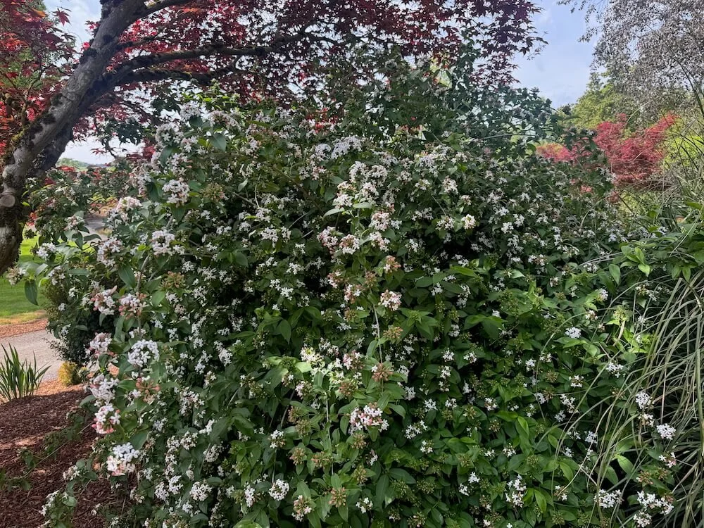 Abelia mosanensis 'Monia' 03.jpeg