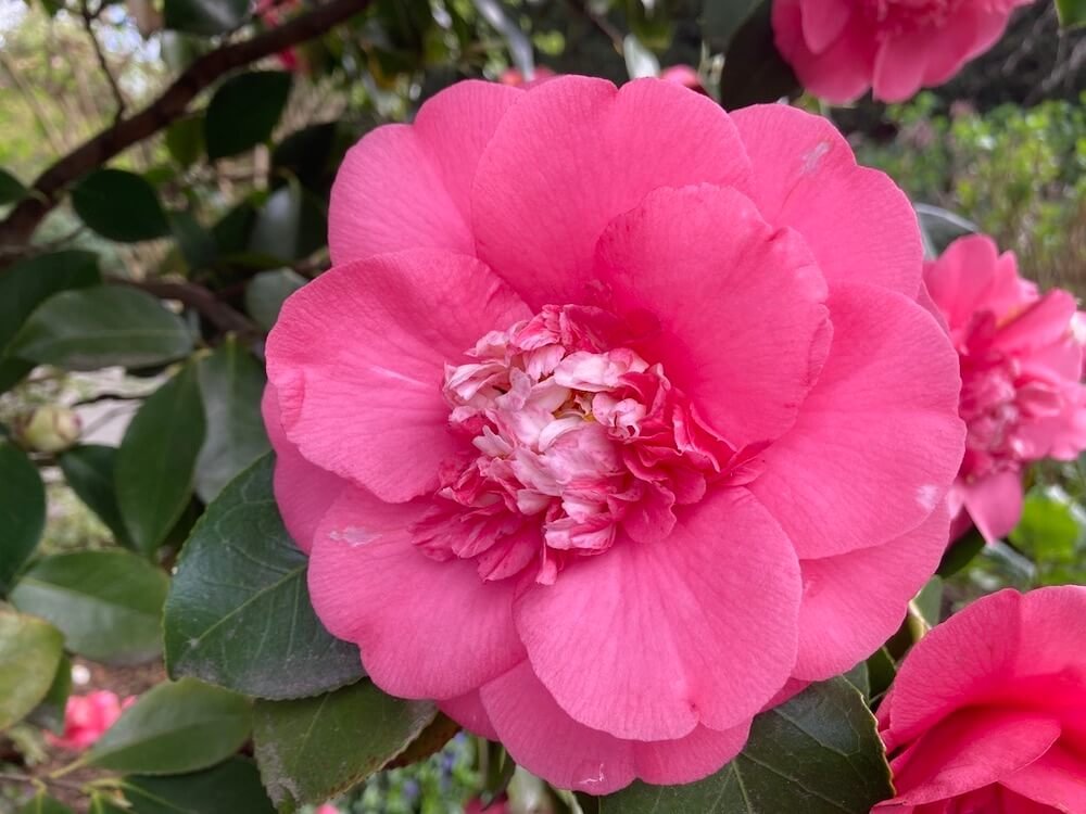 Camellia japonica 'Chandleri Elegans Variegated' | Chandleri Elegans Variegated Camellia