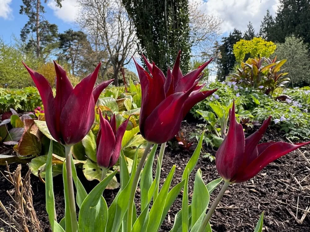 Tulipa 'Sarah Raven' 01.jpeg