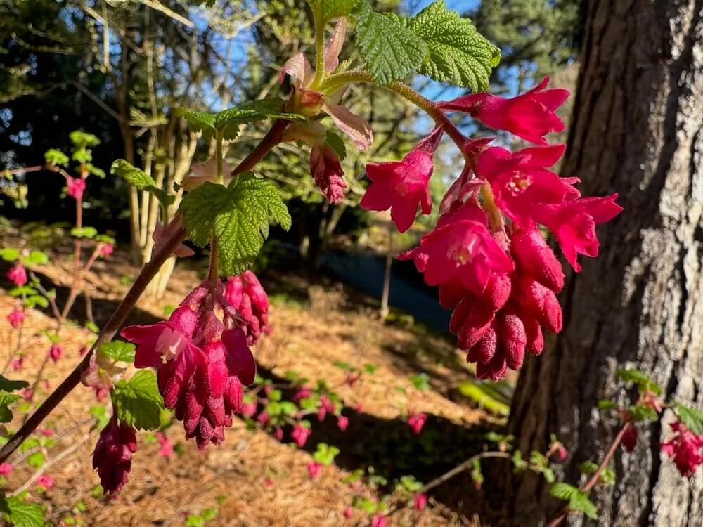 Ribes sanguineum 'King Edward VII' 01.jpeg