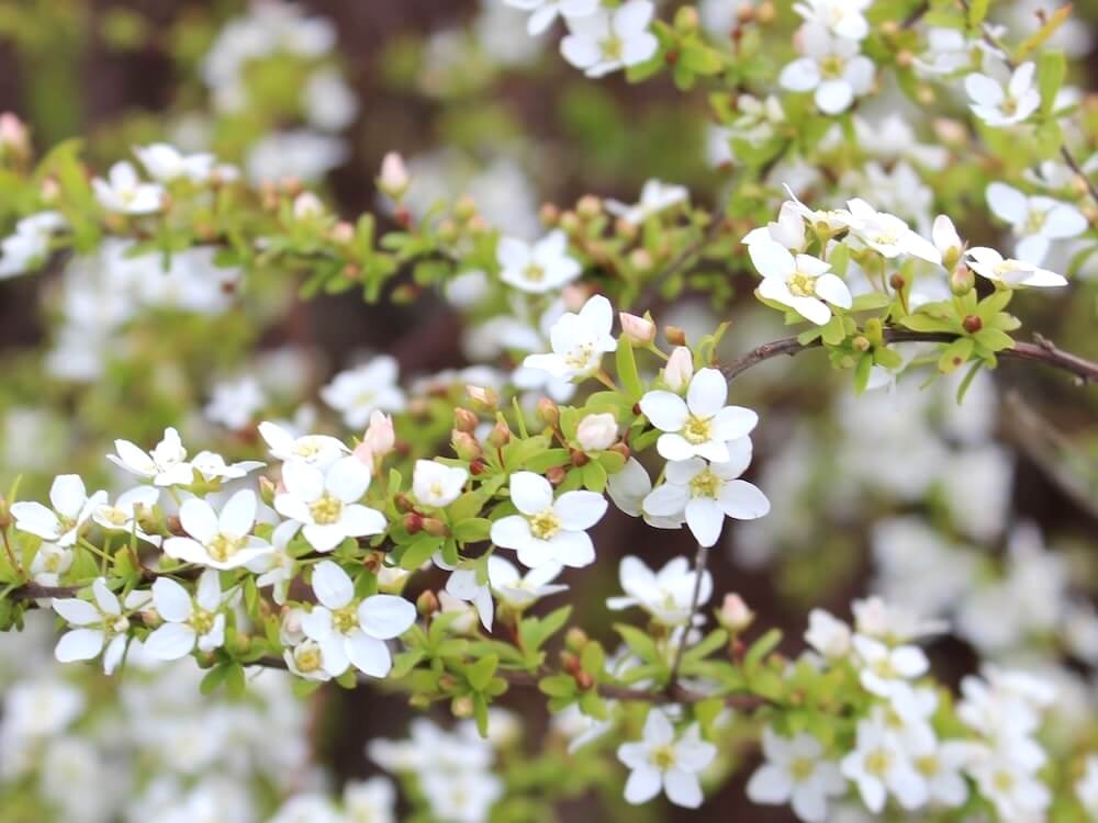 Spiraea thunbergii 'Ogon' 02.JPG