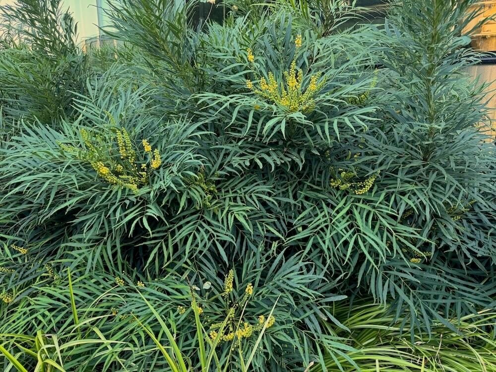 Mahonia eurybracteata subsp.ganpinensis 'Soft Caress' 05.jpeg