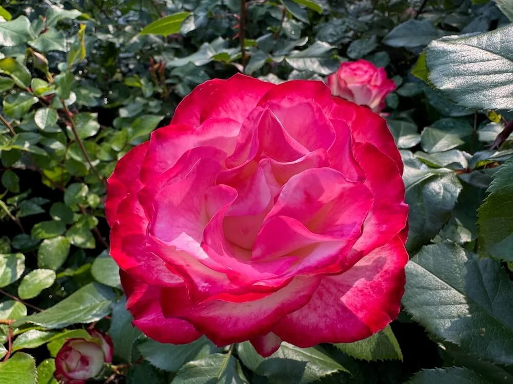 Rosa 'Cherry Parfait' 04.jpeg