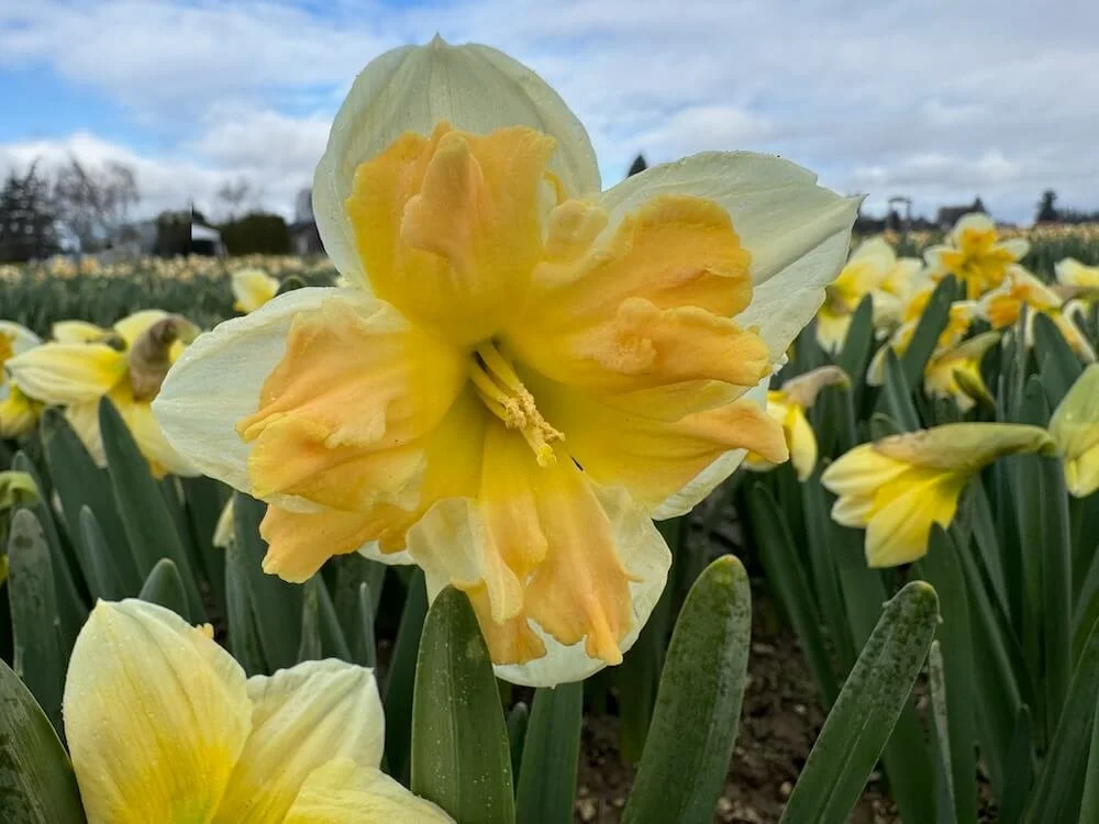 Narcissus 'Orangery' 01.jpeg