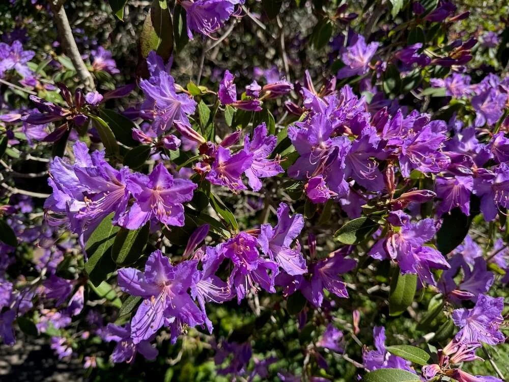 Rhododendron augustinii var. chasmanthum 'Tower Court' 03.jpeg
