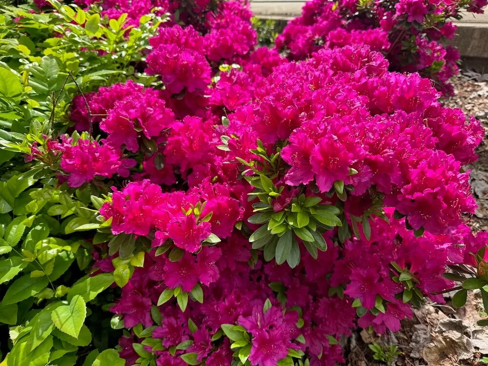 Rhododendron x 'Girard's Fuchsia' 03.jpeg