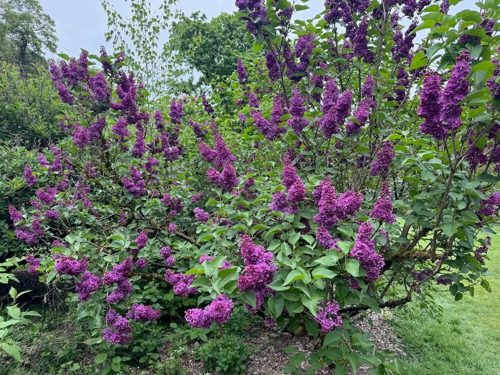 Syringa vulgaris ‘Andenken an Ludwig Spath’ 03.jpeg