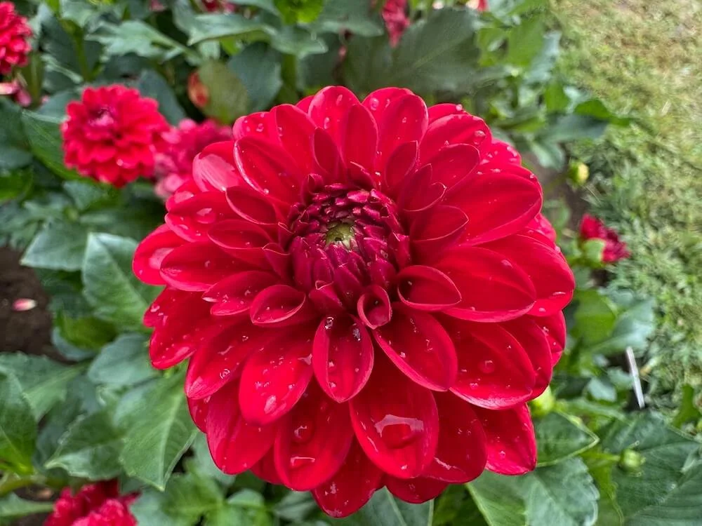 Dahlia 'Milo' 02.jpeg
