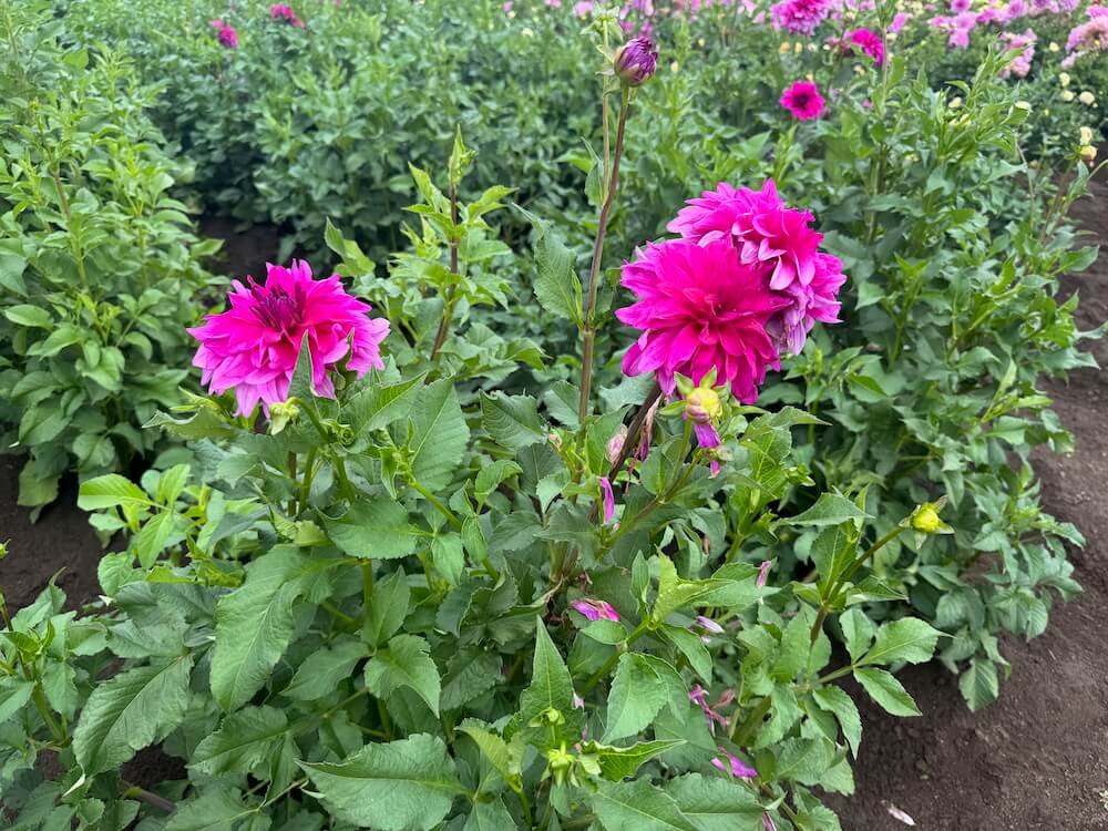 Dahlia 'I'm A Hottie' 03.jpeg