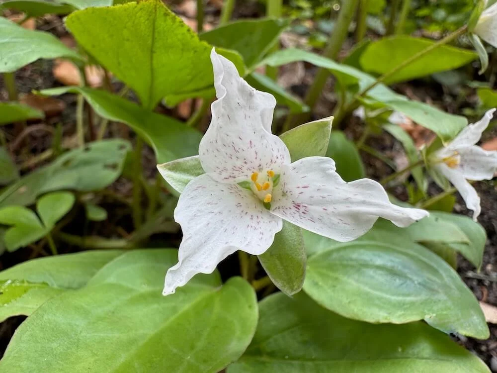 Pseudotrillium rivale | Brook Wakerobin