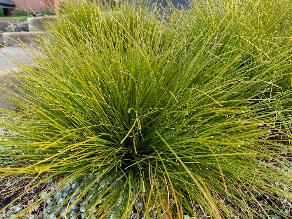 Lomandra confertifolia subsp. rubiginosa 'Lomlon' 02.jpeg