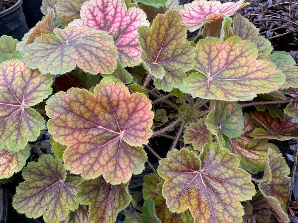 Heuchera x 'TNHEUNESI' 01.jpeg