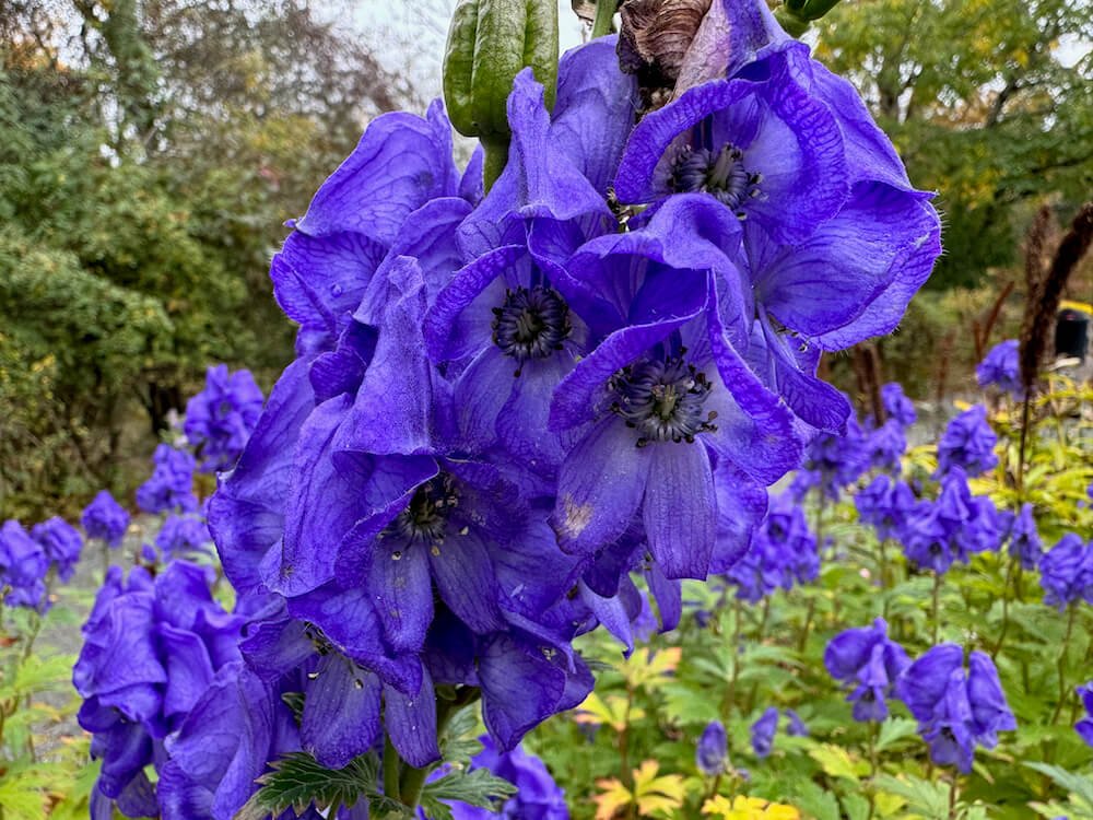 Aconitum carmichaelii (wilsonii group) 'Barkers Variety' 01.jpeg