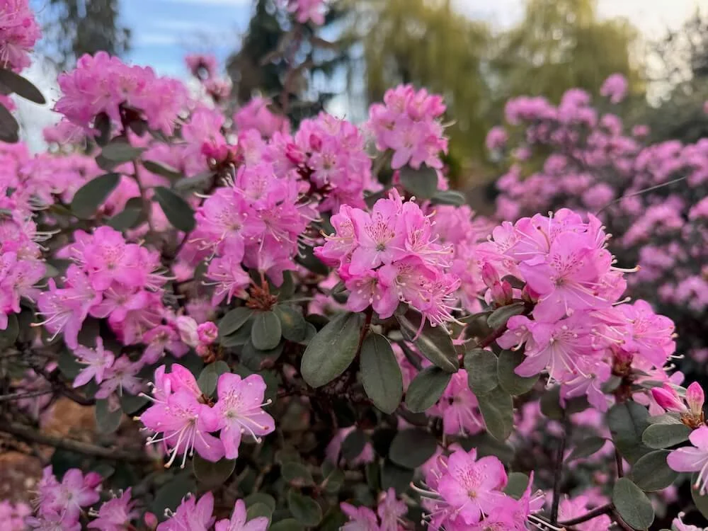 Rhododendron racemosum 'Rock Rose' 05.jpeg