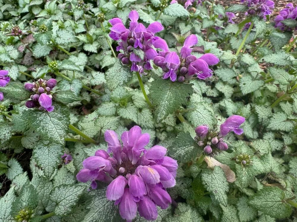 Lamium maculatum 'Orchid Frost' 04.jpeg