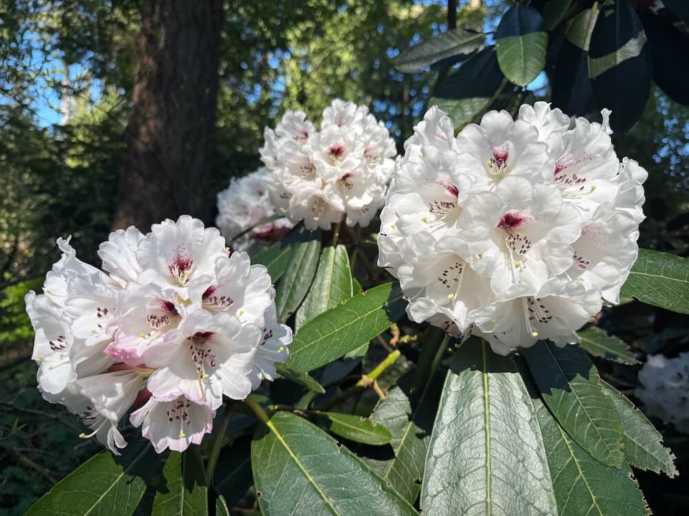 Rhododendron rex ssp. fictolacteum 02.jpeg