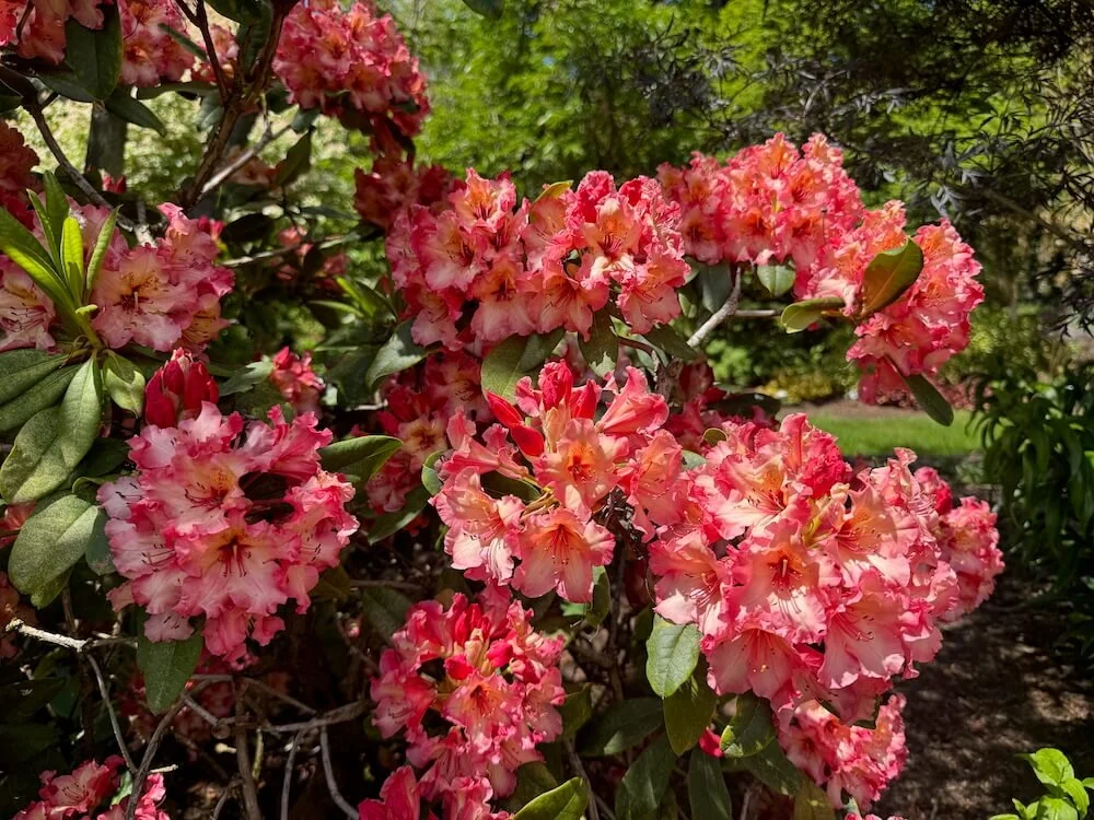 Rhododendron 'Fire Rim' 05.jpeg