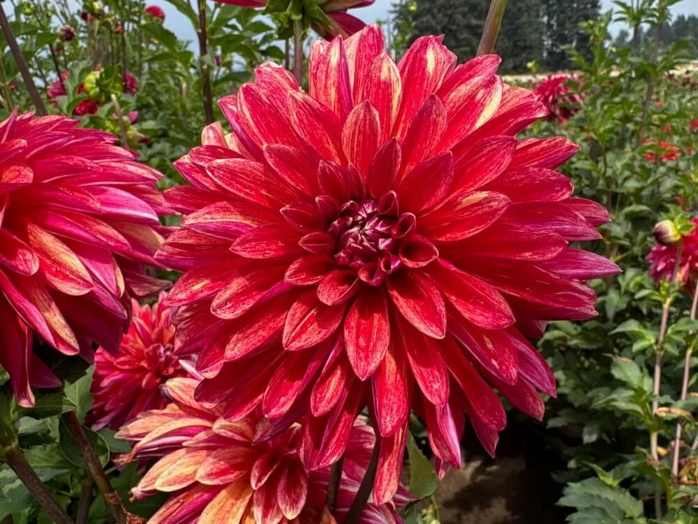 Dahlia 'Gitts Braveheart' 01.jpeg