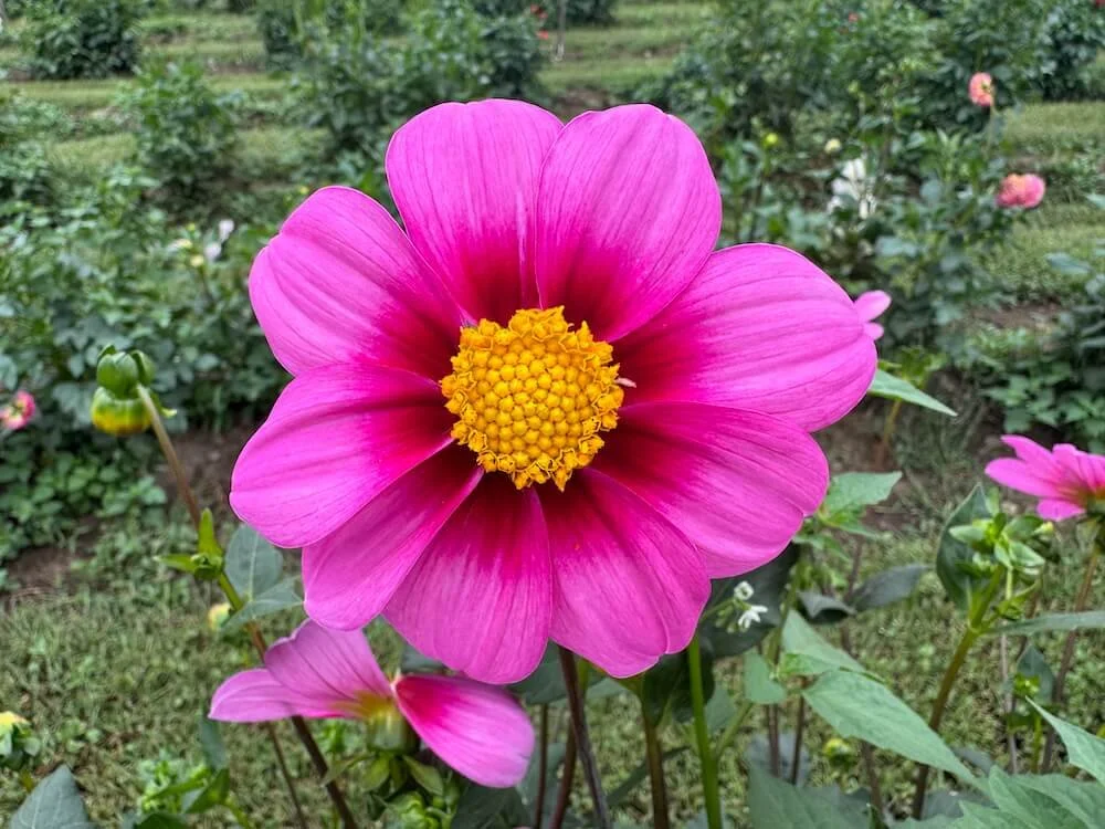 Dahlia 'Sharon Louise' 04.jpeg