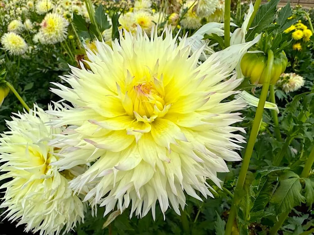 Dahlia 'Citron Du Cap' 03.jpeg