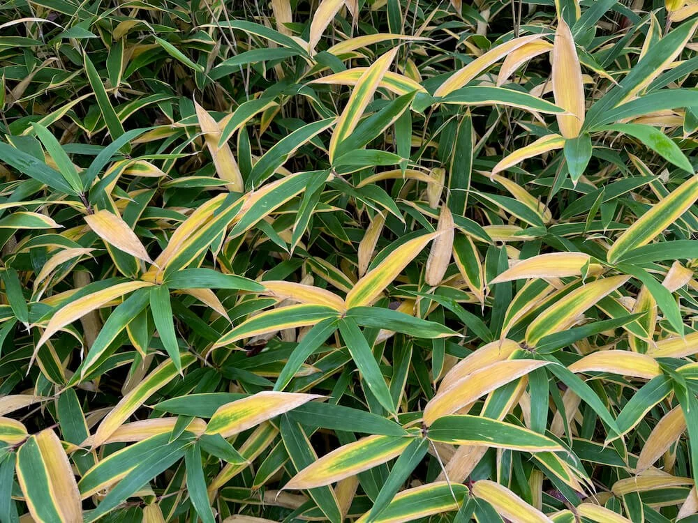 Sasa veitchii 02.jpeg