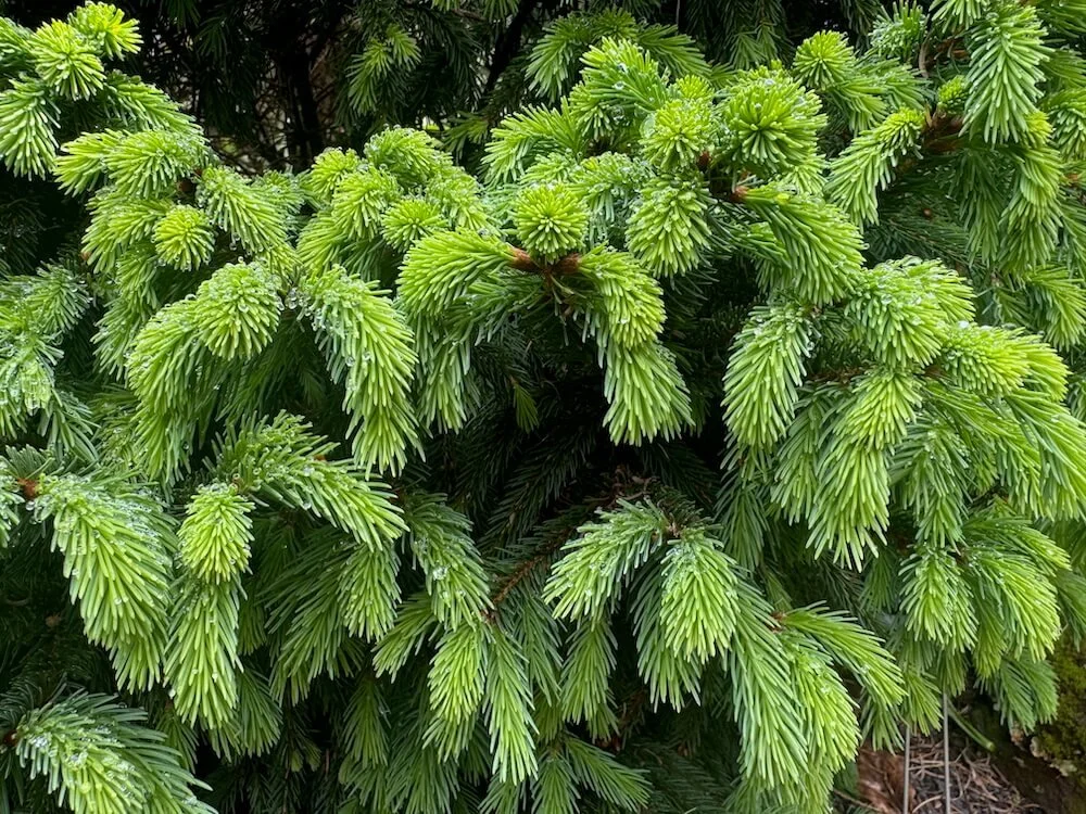 Picea abies 'Stephanie's Green Golf Ball' 04.jpeg